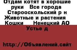 Отдам котят в хорошие руки - Все города, Старооскольский р-н Животные и растения » Кошки   . Ненецкий АО,Устье д.